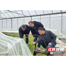 永兴县油麻镇：风暖看春耕，田地农忙掀热潮