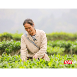 宜章：抢采“明前茶”