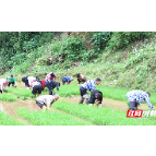 宜章县玉溪镇五都岭村：乡邻互助插秧忙