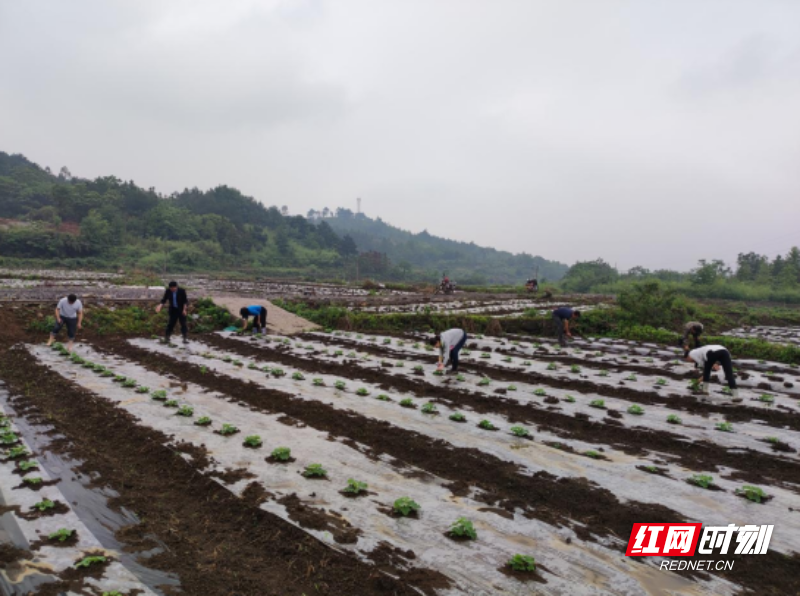 嘉禾塘村镇：驻村帮扶暖人心