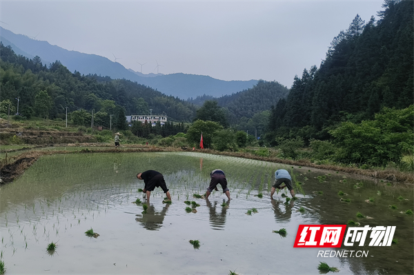 永兴县七甲乡：实践活动入田间 义务助农解民忧