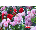 临武县五中围墙上“挤”了蔷薇花  