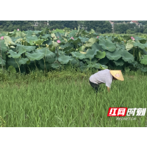 永兴县樟树镇：党建引领兴产业 乡村振兴富群众