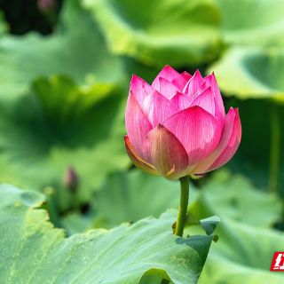 宜章：荷花盛开 美在当“夏”