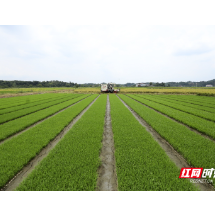 资兴：盛夏时节忙“双抢”