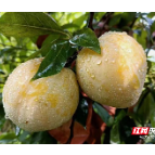 沙洲日记 | 脚沾沙洲土，手擷果芳香