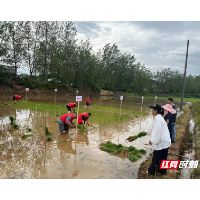 桂阳县敖泉镇：帮扶进田间 助农暖人心