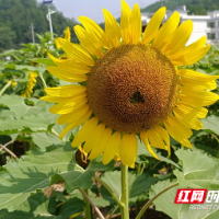 水口村向日葵惊艳绽放 吸引市民前来打卡游玩