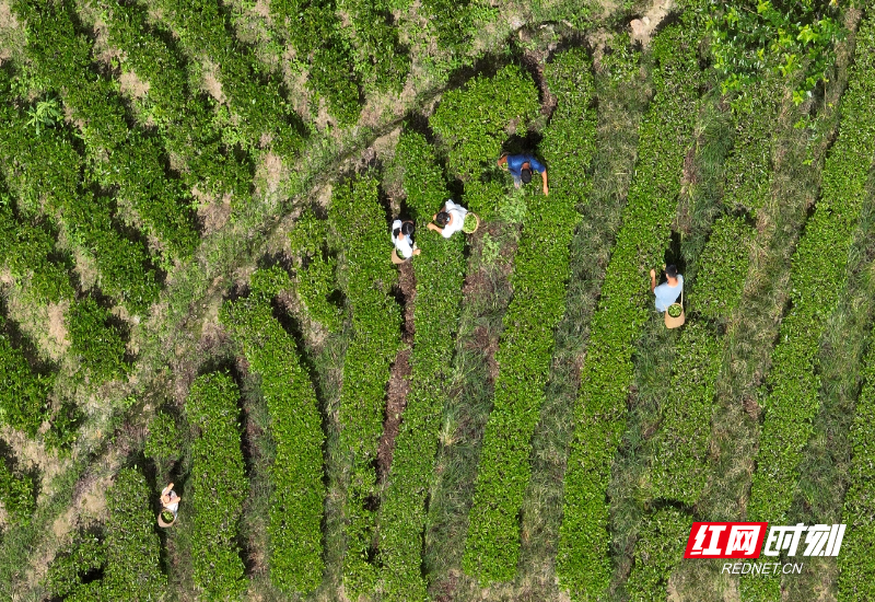 宜章莽山：秋茶采摘进入旺季