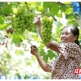 桂阳： “月光之泪”新鲜上市，让果农笑开颜