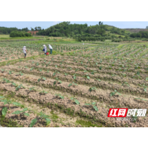 嘉禾晋屏镇：“三板斧”壮大村集体经济