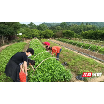 永兴县便江街道：特色庭院经济助力乡村振兴