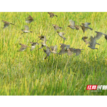 立秋，丰收稻田鸟儿欢