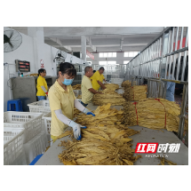 永兴：烤烟开秤迎丰收 烟叶变成“黄金叶”