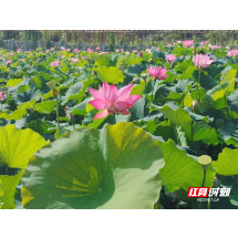   沙洲日记 |  沙洲荷花别样红