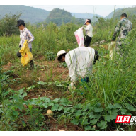 宜章县关溪乡：村民代表联群众 荒地耕出丰收田