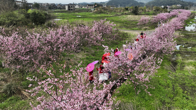 资兴：樱花盛妆迎客来