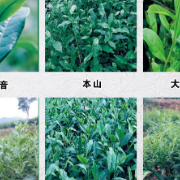 福建安溪启动茶树种质资源研究鉴定与保护创新