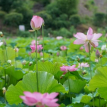 衡阳蒸湘区：建好民生路 美景入画来