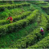 湖南南岳：春茶采摘正当时 茶旅融合绘新篇