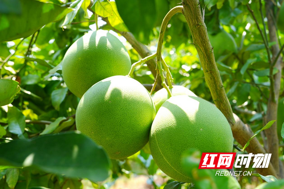 图片12.marked.png