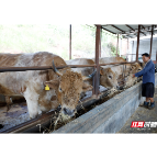 珠晖区：废弃秸秆烹饪“营养餐” 安格斯牛吃上“新口粮”