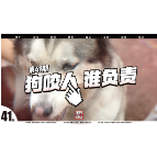 《雁城说法》㊶：狗咬人，谁负责？