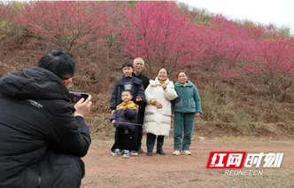 衡山县：樱花盛放 游客踏青打卡正当时