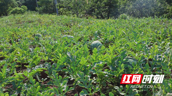 衡阳县:丹霞沃土育好瓜 甜蜜产业助农增收