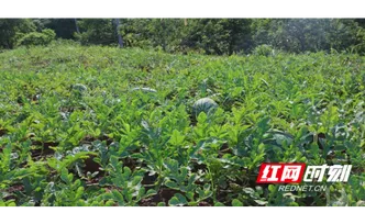 衡阳县：丹霞沃土育好瓜 甜蜜产业助农增收