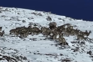 四川松潘 无人机拍摄到成群岩羊
