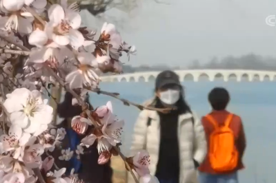北京 春天里的中国 山桃烂漫春满园 水鸟嬉戏添生机