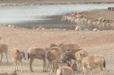 10只麋鹿从江苏大丰“迁居”北京