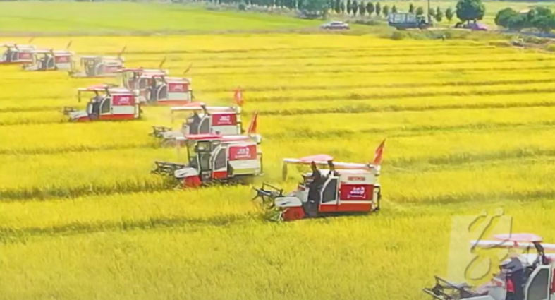 2023年湖南水稻面积、总产均居全国第1位。
