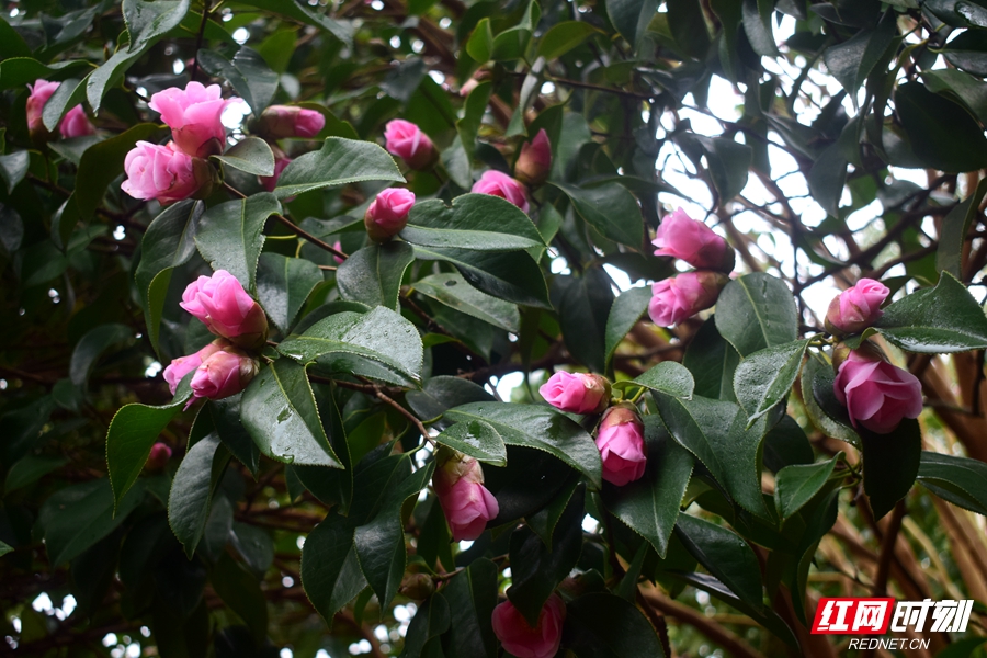 中坡山山茶花图片