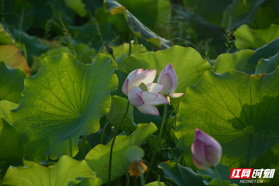 中方荆坪古村 摄影 杨崇德 (6).jpg