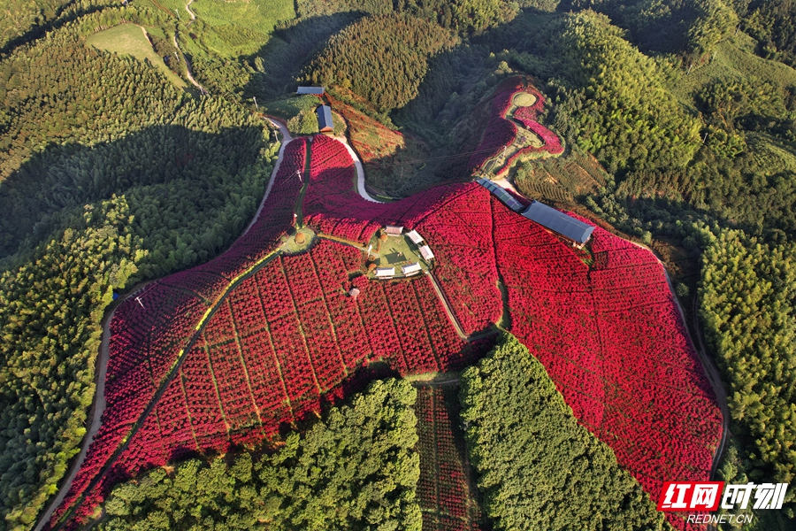 杨锡建摄 水源山花海 (1).jpg