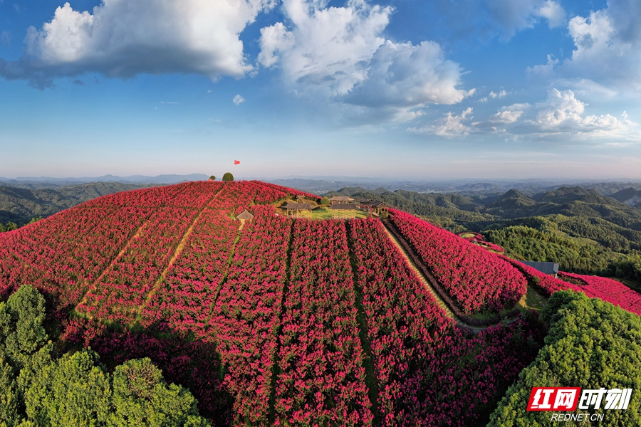 洪江市水源山花海.jpg