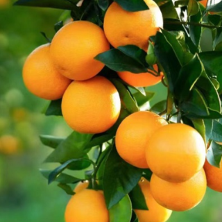 科技赋能 麻阳25万亩冰糖橙年产值破19亿,出口全市第一