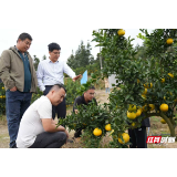五溪秋实记丨 洪江市柑橘丰收在望 客商提前“圈定”(福地怀化·风物季)