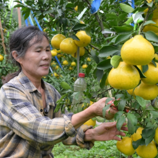 从裂果之痛到丰收之甜——麻阳李二妹与“阳光一号”的故事