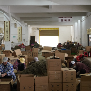 中方县:艾香飘远助增收 产业发展惠民生