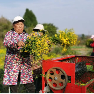 沅陵:张丁福的百亩野菊花丰收了