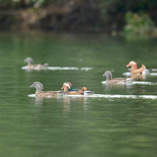 靖州五龙潭国家湿地公园迎四十余对鸳鸯越冬 生态保护显成效