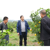 王强:让小果子串起致富大产业