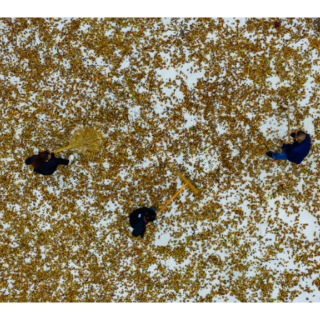 中方县:油茶果成了“金果子” 年创收超15亿元