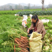 中方县:胡萝卜迎丰收 特色产业铺就富民路