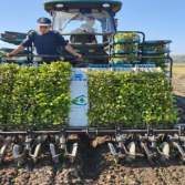 溆浦县水东镇:机械移栽赋能油菜产业 跑出乡村振兴“加速度”