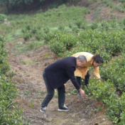 中方县：从“茶香”到“果甜” 多元产业激活乡村振兴动能