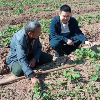 中方县铜湾镇：党员干部下沉一线 田间课堂助力油菜丰产